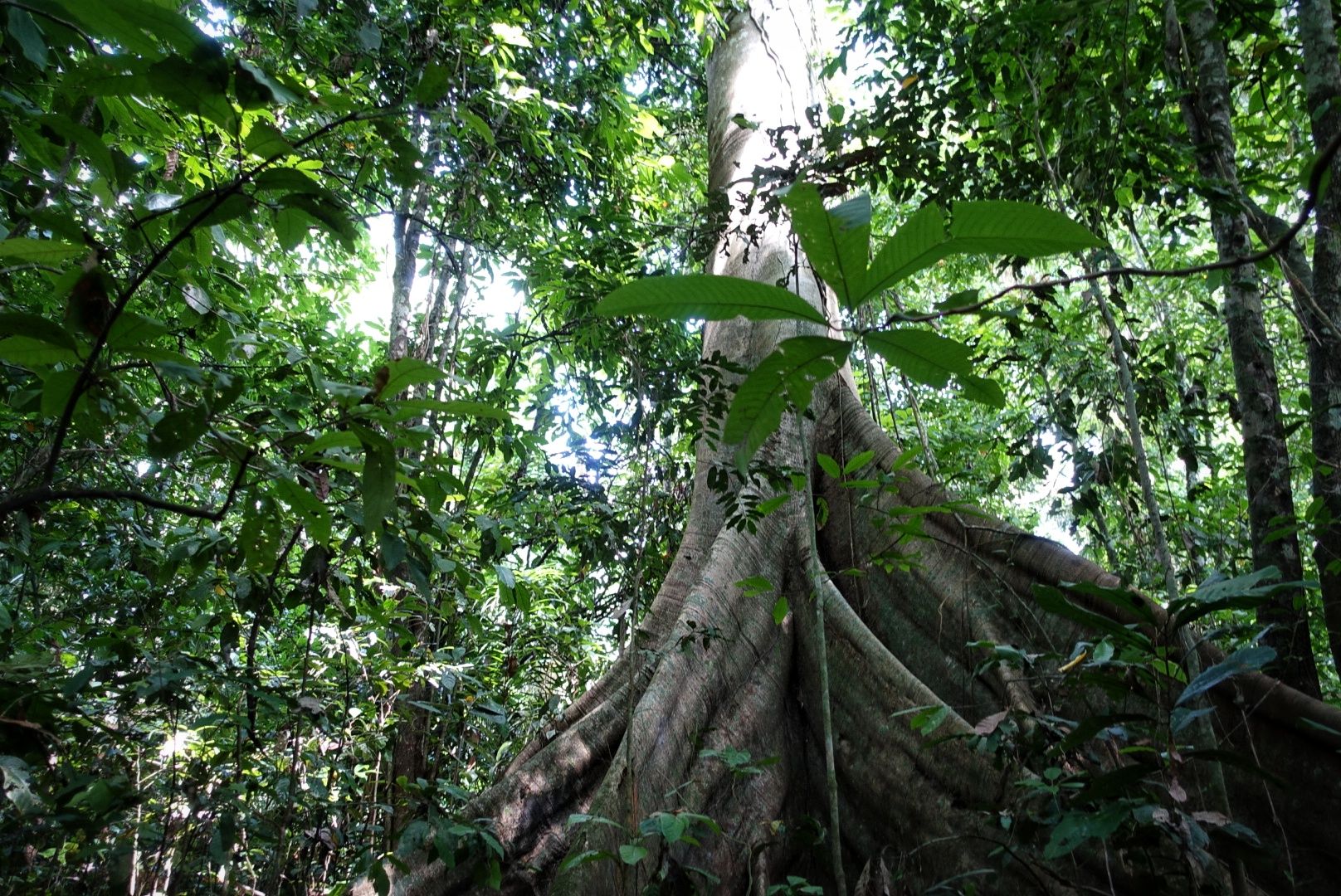 Tief im bolivianischen Dschungel